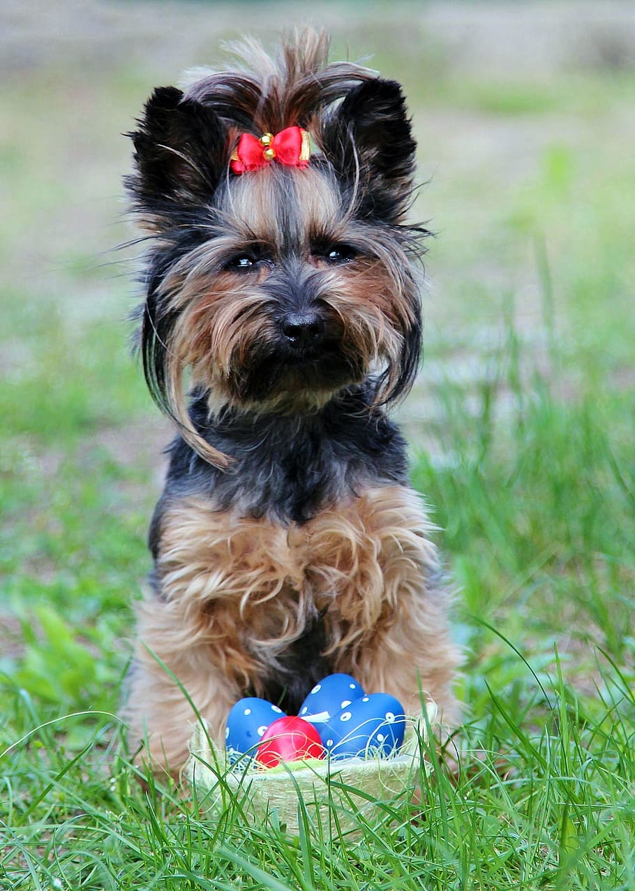 Yorkie, Eggs, Bow, Easter, Dog, sitting, pets, yorkshire Terrier, animal, purebred Dog