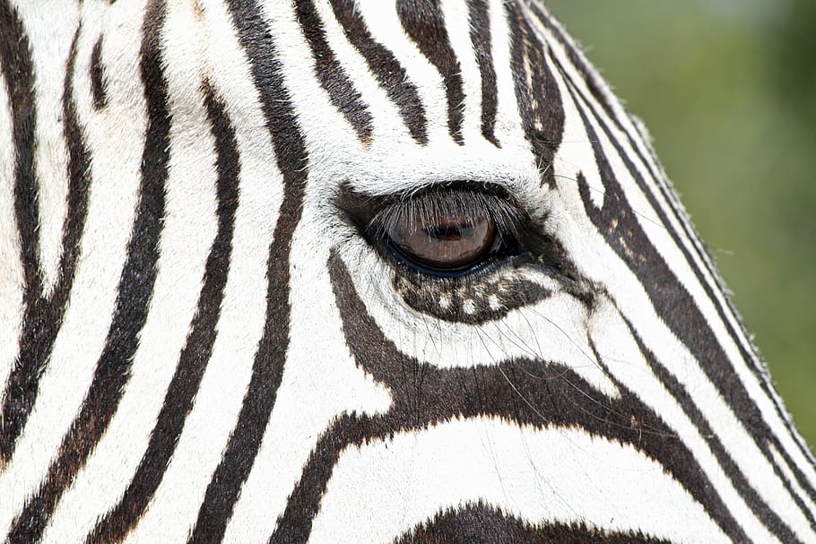 right eye, zebra, shown, right, eye, wild animal, wildlife, namibia, safari, africa