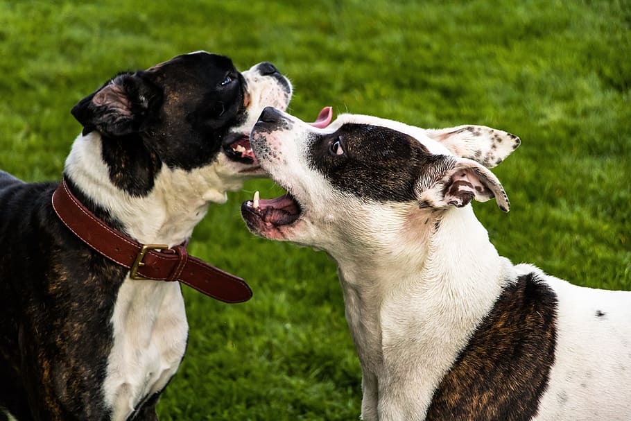dogs, american stafford, american staffordshire terrier, stafford, boxer, black and white, play, taster, caress, nibble