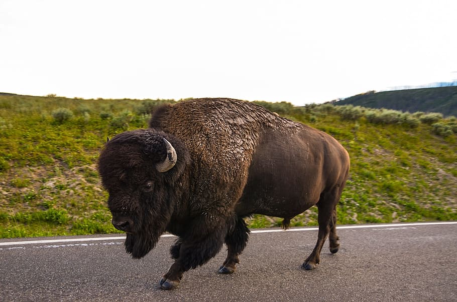 Bison, Usa, Wyoming, taman nasional yellowstone, kerbau, yellowstone, staße, liar, hewan liar, hewan