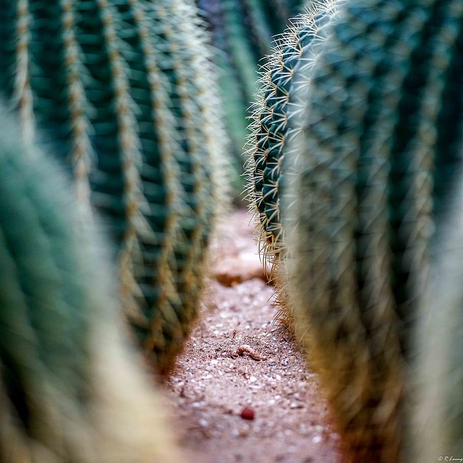 danger, risk, threat, nature, atmosphere, fear, cactus, plant, prickle, spine