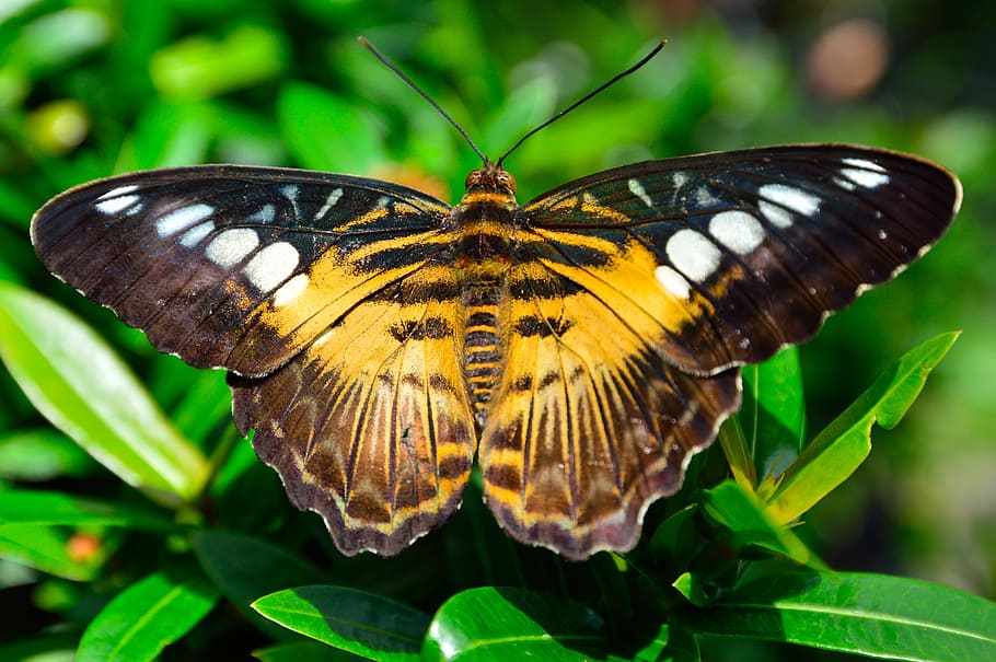 orange, brown, moth, leaves, butterfly, wings, spots, pattern, yellow, insect
