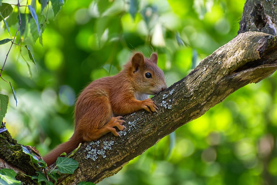 squirrel, young, young animal, mammal, animal, nature, cute, animal world, furry, rodent