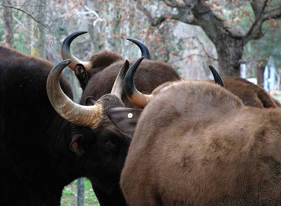 bison, horns, zoo, nature, animals, fauna, animal themes, animal, group of animals, mammal