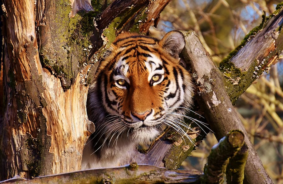 brown tiger, tiger, predator, lurking, fur, beautiful, dangerous, cat, wildlife photography, animal world