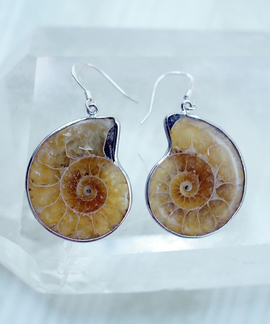 pair, hook earrings, white, case, ammonite, earrings, sea, fossil, snail, shells