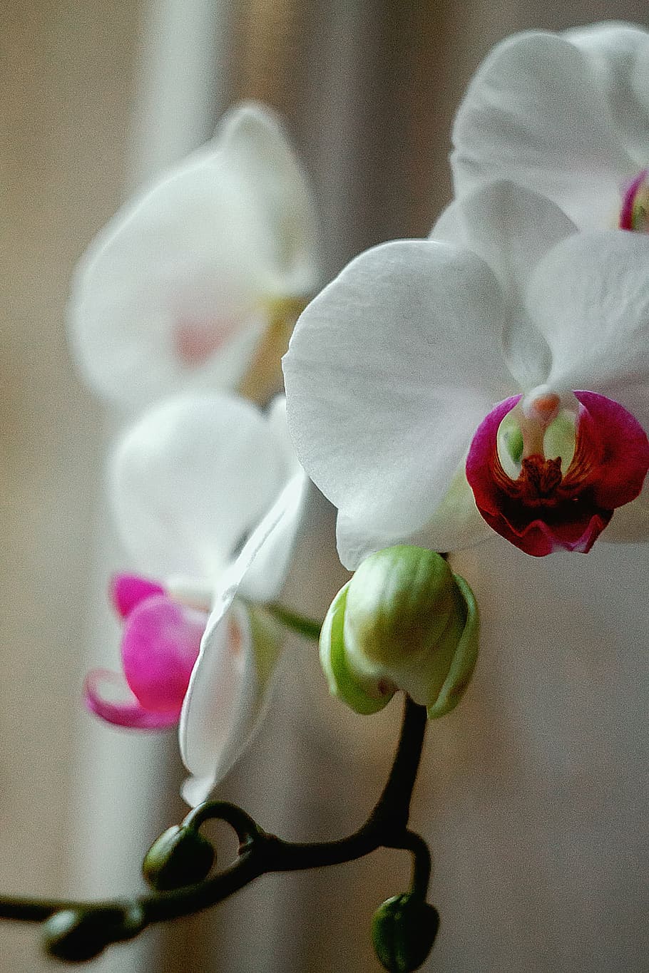 fechar, branco, vermelho, orquídeas traça, flor, natureza, plantas, haste, flores, botões