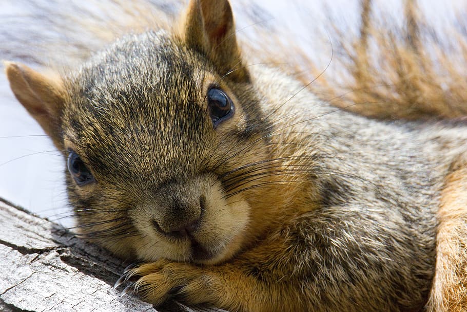 squirrel, tree, look, cute, funny, animal themes, mammal, one animal, animal, close-up