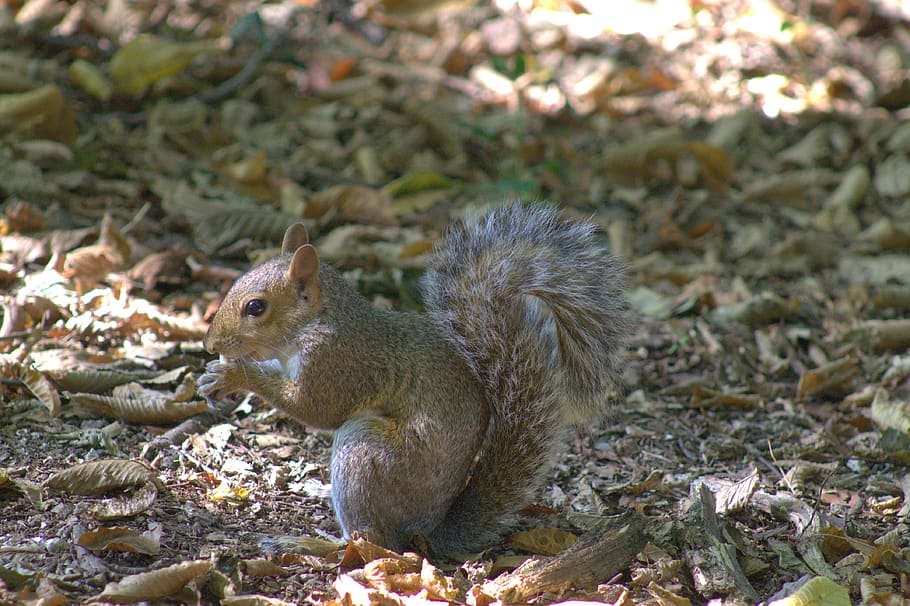 squirrel, eat, rodent, nature, forest, hairy, animal themes, animal, one animal, animal wildlife