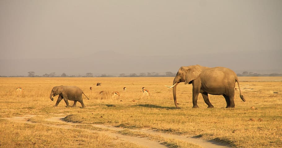 two, elephants, brown, grass field, gray, sky, daytime, kenya, elephant, amboseli