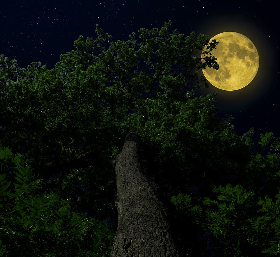 Hoy no te pierdas la luna más bonita de otoño "Luna llena del cazador"