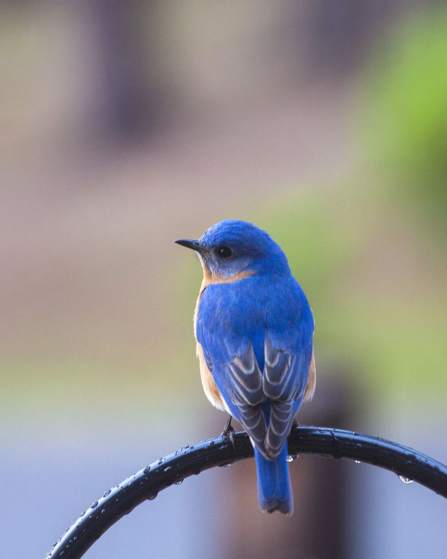 shallow, focus photography, blue, bird, bluebird, bluebird on perch, nature, animal, wildlife, branch