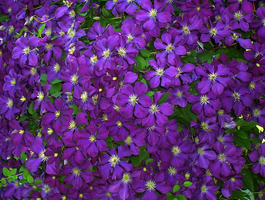 bed, purple, petaled flowers, flowers, clematis, violet, blue, green leaves, flowering, plants