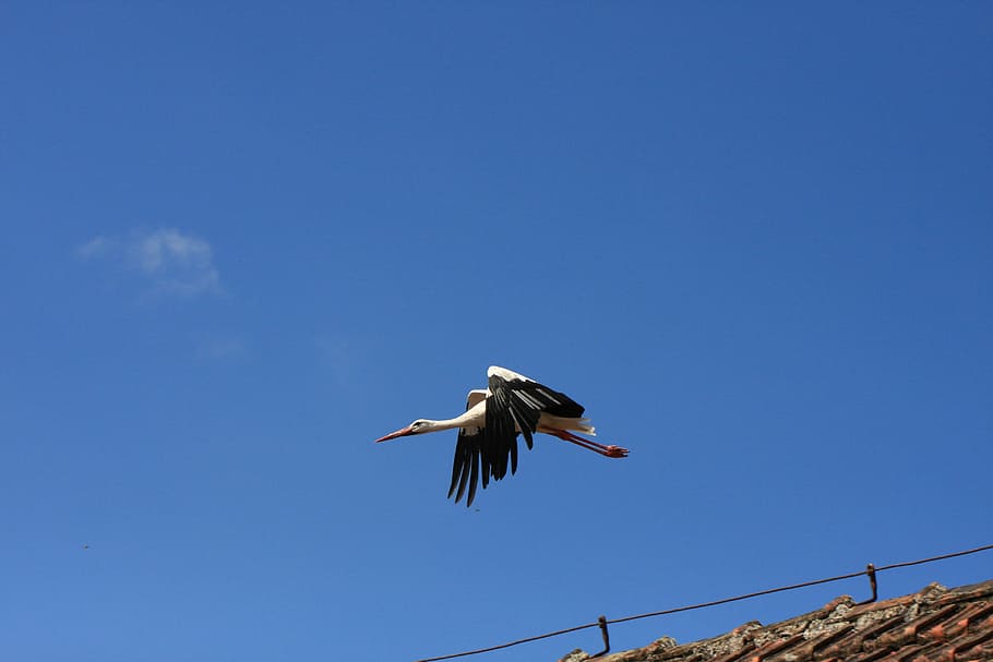 bird, sky, nature, wing, animal world, flight, animal, bill, stork, rattle stork