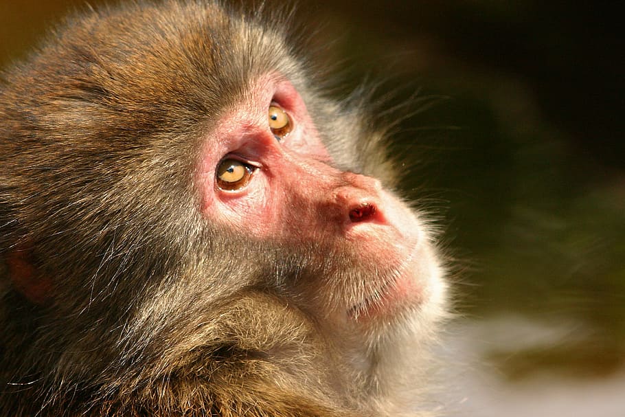japanmakake, monkey, makake, animal, schneeaffe, rotgesichtsmakake, macaca fuscata, adult monkey, half profile, primate
