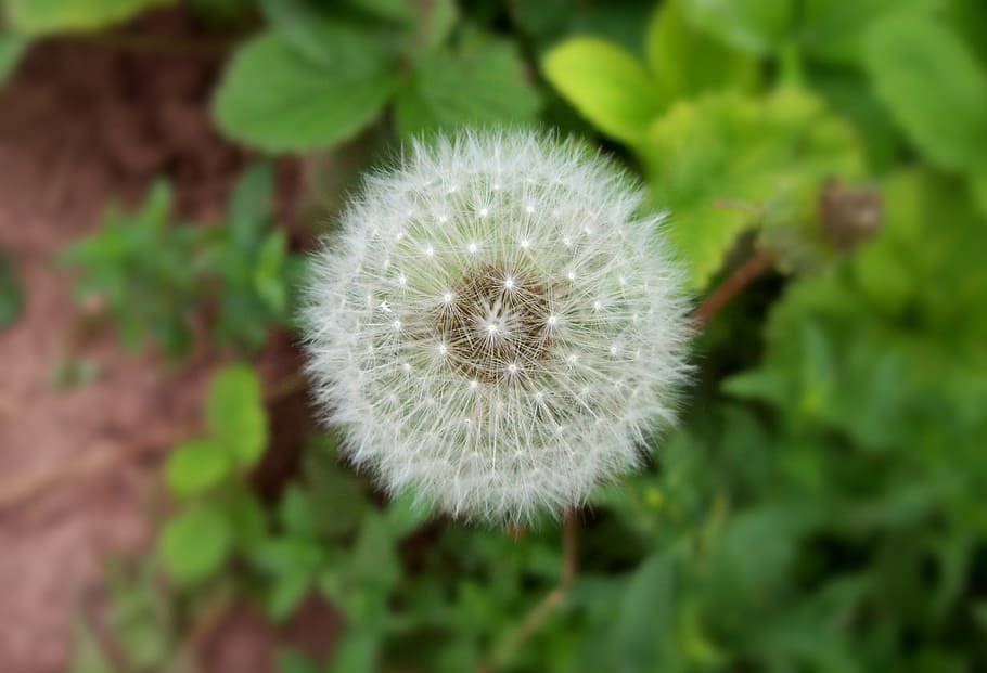 top-view photography, white, dandelion flower, dandelion, plant, nature, spring, seed, blossom, overblown