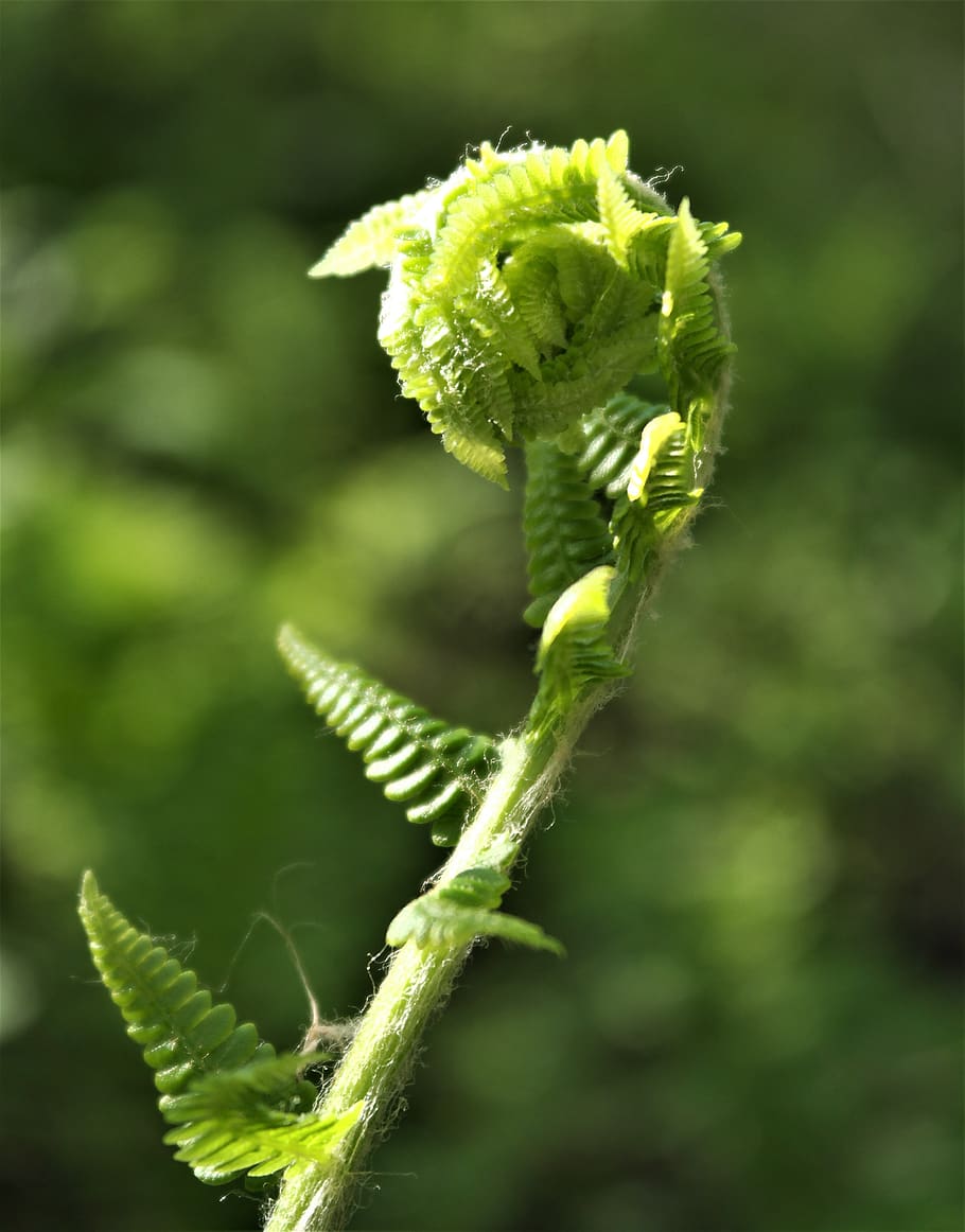 nature, fern, green, plant, leaf, forest, leaves, fiddlehead, unfold, growth