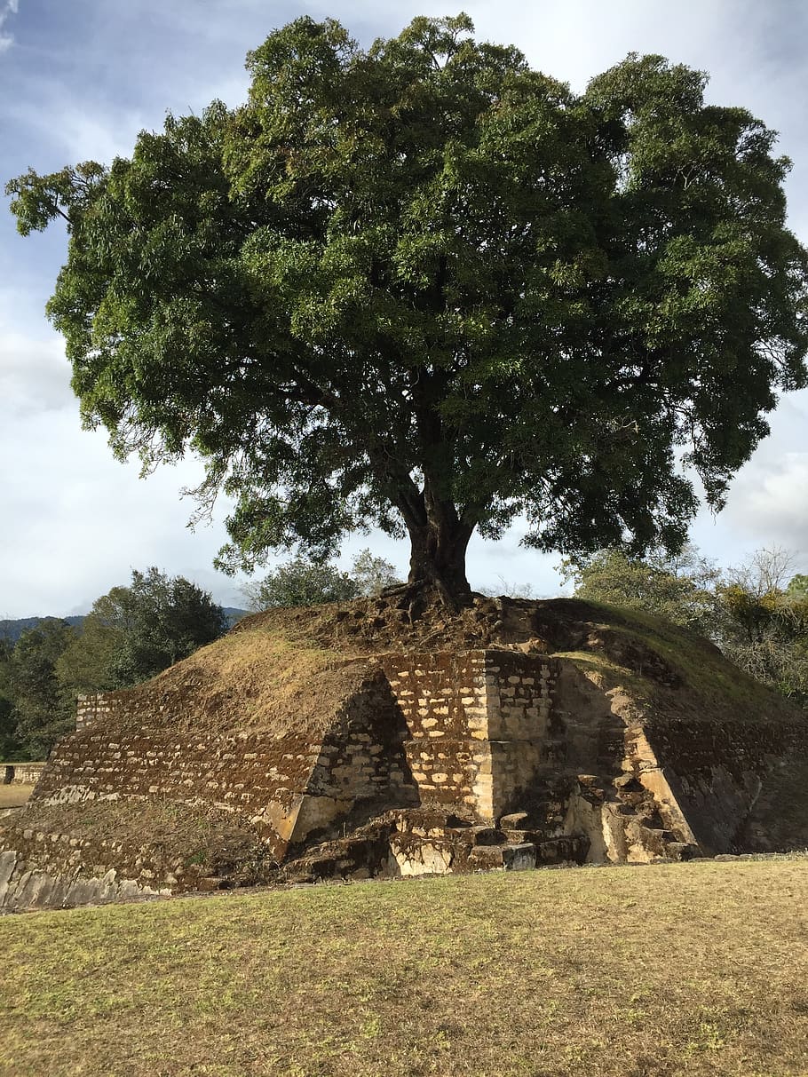 mayan ruins, tree, guatemala, mayan, ruin, plant, architecture, built structure, history, the past