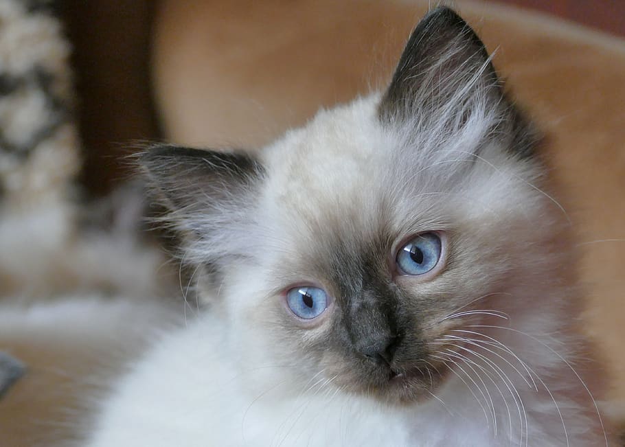 cat, ragdoll, animals, nice, blue, fluffy, kitten, relaxation, sweet, thoroughbred
