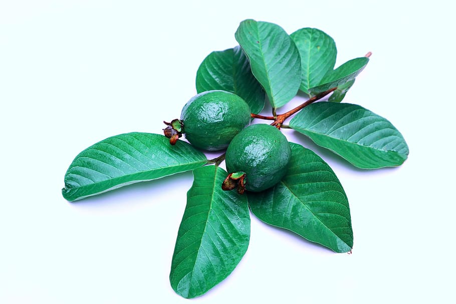 guava, green, fresh, fruit, nature, natural, sweet, leaf, plant part, food and drink