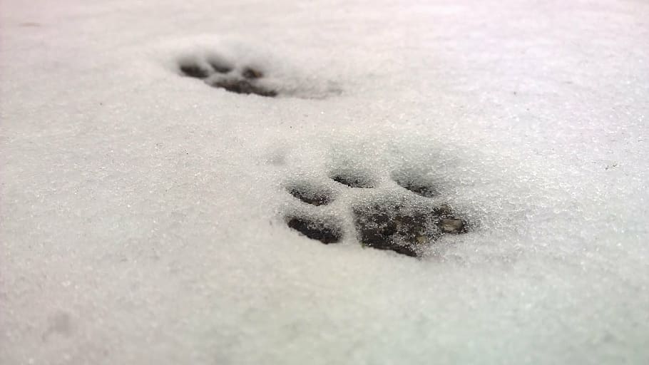 marcas de la pata, nieve, recubierto, suelo, pata de gato, patas, huella de gato, huellas de patas, gato, huella de animal