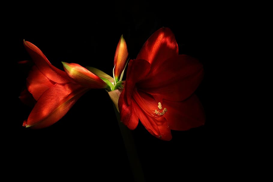 lowlight photography, two, red, petaled flowers, lowkey, amaryllis, knights star, hippeastrum, spring, lightpainting