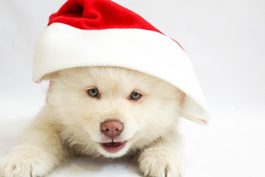 long-coated, white, puppy, wearing, santa hat, long, coated, christmas, dog, christmasdog