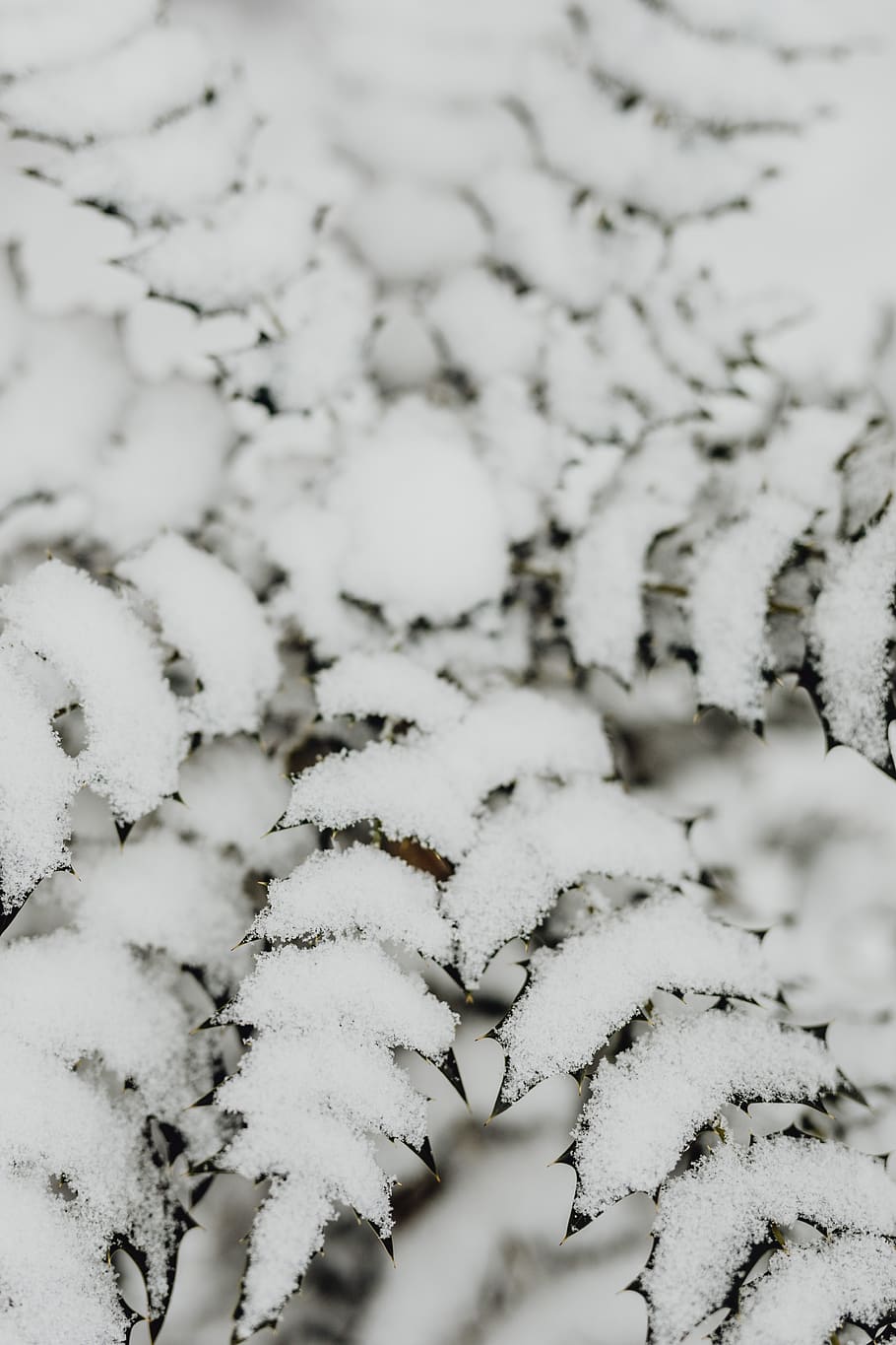salju, musim dingin, putih, alam, semak-semak, semak belukar, Taman, Polandia, polska, Cabang