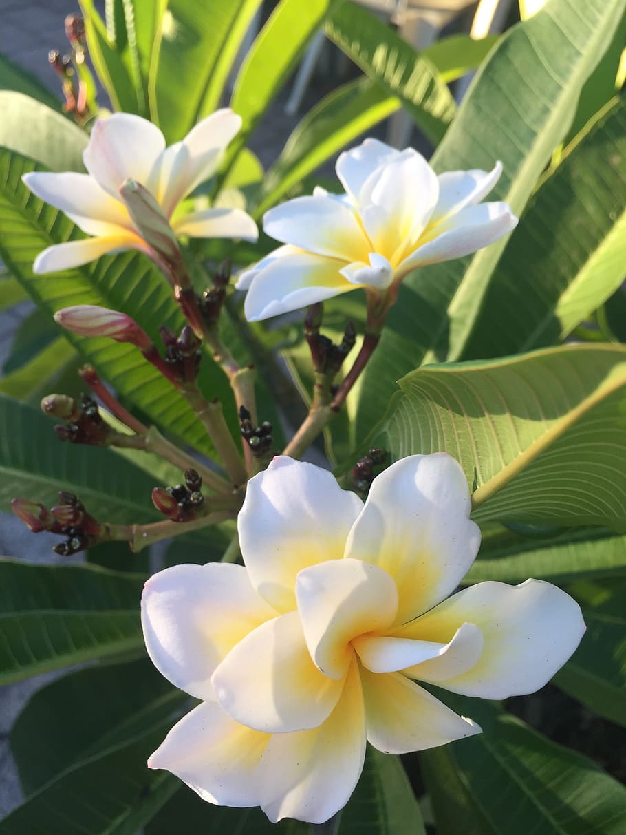 flora, flower, tropical, leaf, nature, plumeria bali whirl, flowering plant, plant, beauty in nature, petal