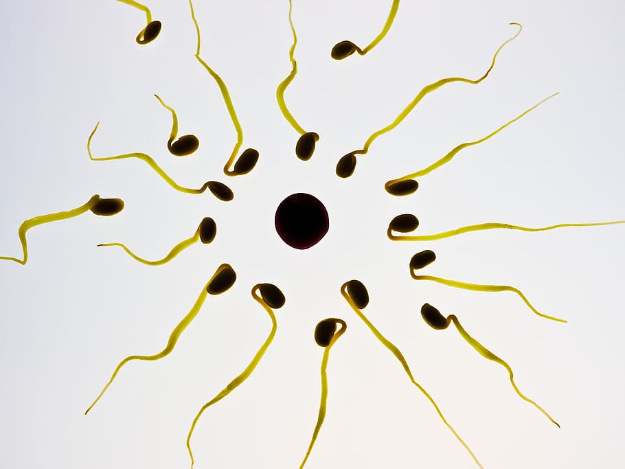 esperma, óvulo, fertilização, célula sexual, vencedor, competição, o melhor, corredor da frente, célula de esperma, sementes