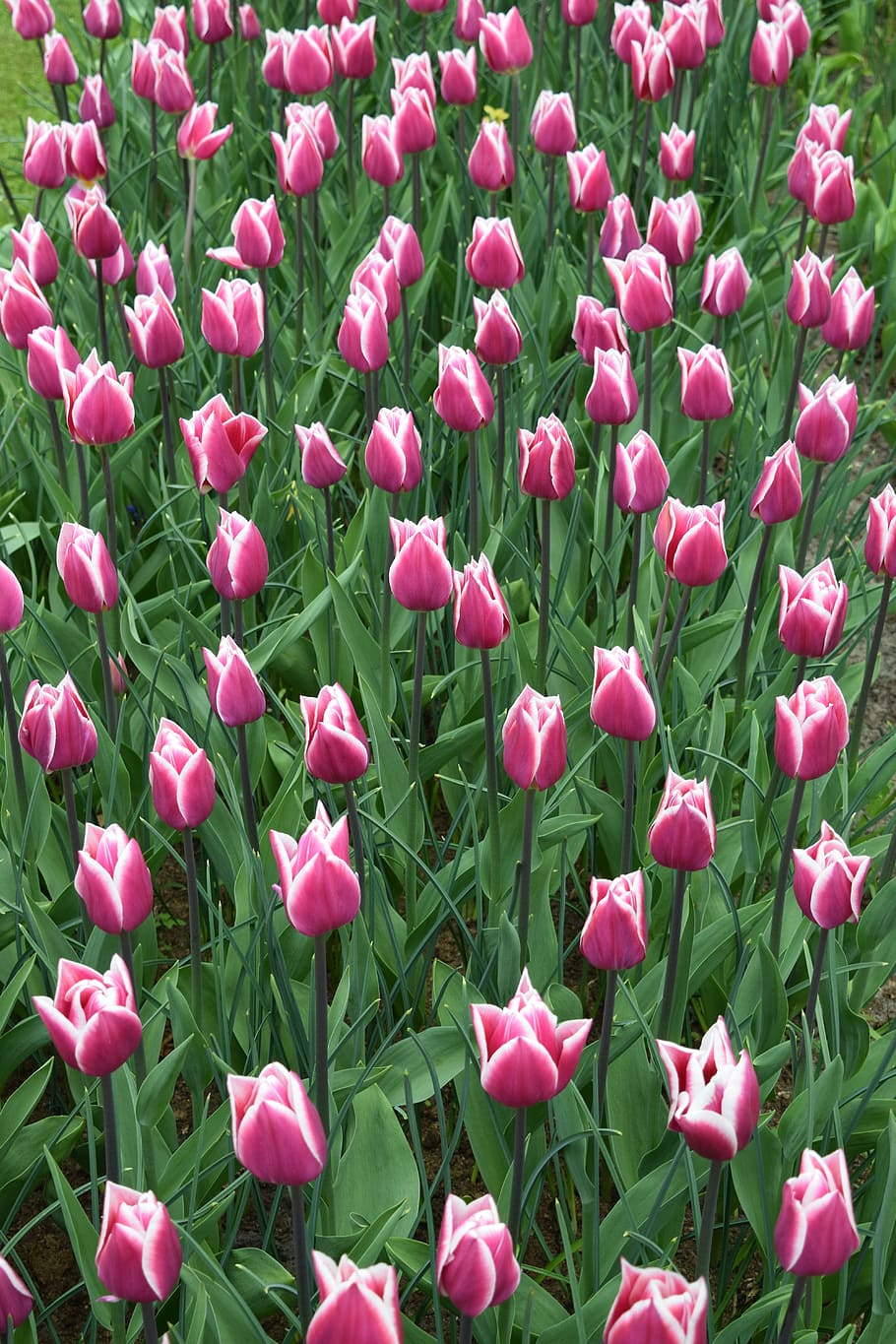 Tulip, Keukenhof, Belanda, Merah Muda, ungu, warna, amsterdam, taman, tulipa gesneriana, berbunga