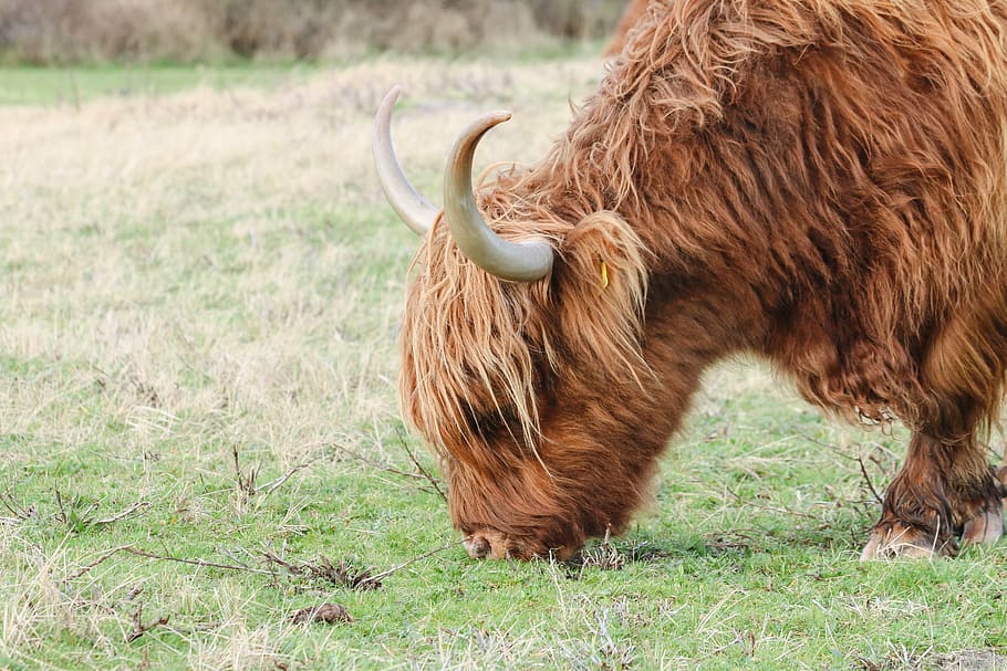 highlander, cow, beef, bovine species, mammal, cows, oxen, scottish highlander, landscape, animals