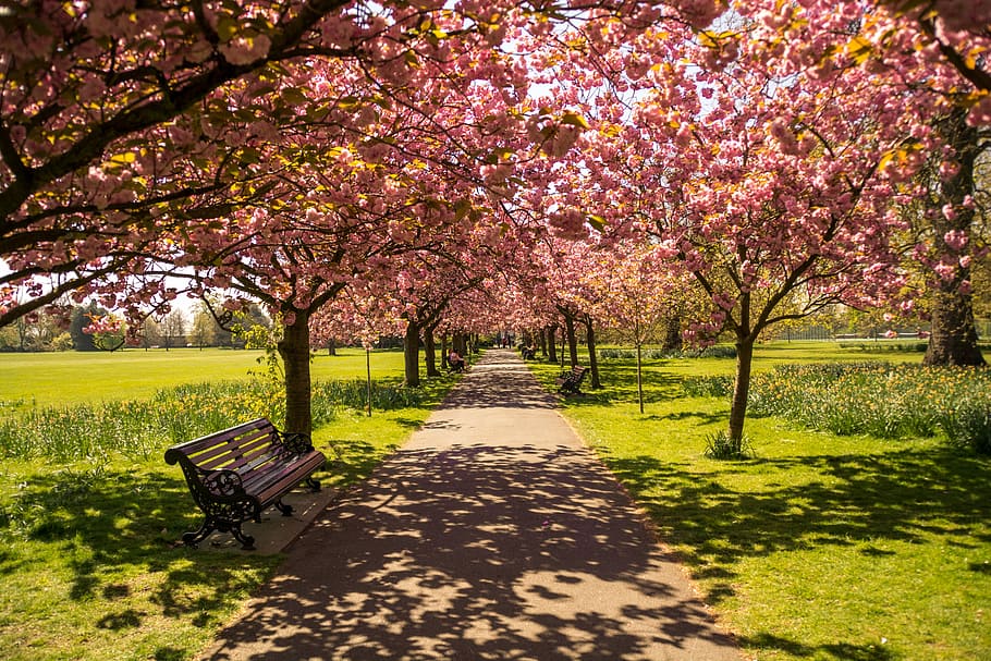 brown, wooden, bench, pink, cherry, blossom, tree, wooden bench, cherry blossoms, park