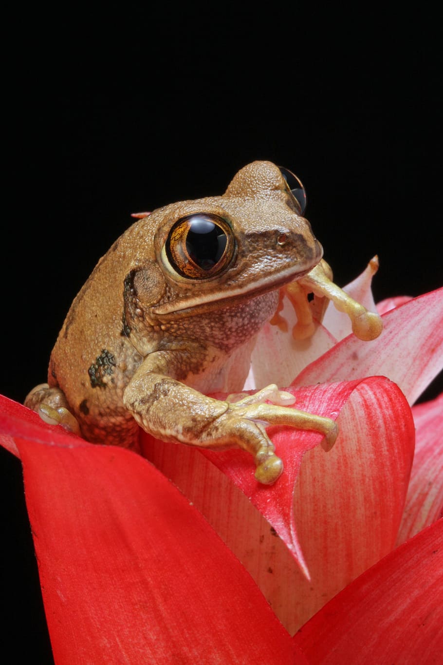 closeup, photography, brown, frog, pink, flower, marbled reed frog, amphibian, animal, red