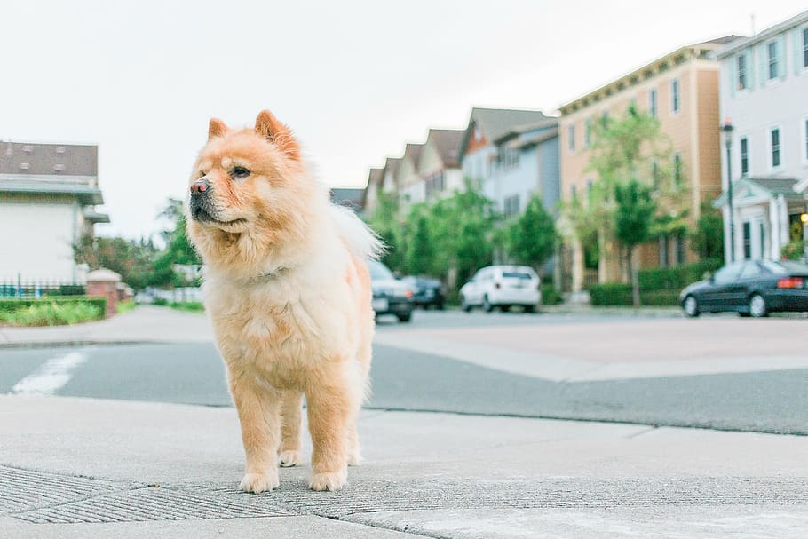 adult fawn chow chow, walking, road, dog, puppy, pet, animal, street, outside, pets