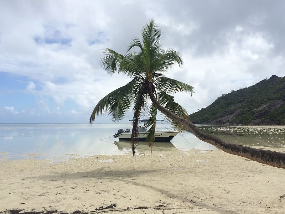 seychelles, holiday, palm trees, beach, palm, ebb, indian ocean, beautiful beach, rock, tropical