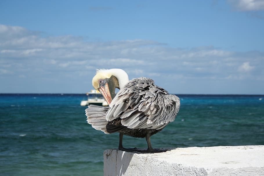 pelicano, pássaro, méxico, cozumel, yucatán, mar, agua, vertebrado, animal, temas animais