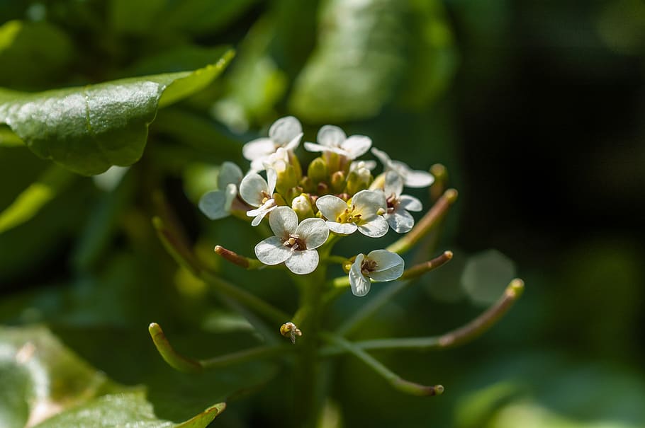 watercress, medicinal plant, blossom, bloom, delicacy, green, white, salad, starter, plant