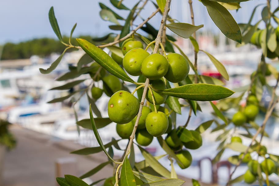 olives, branch, olive tree, olive, plant, leaves, green, nature, fruits, leaf
