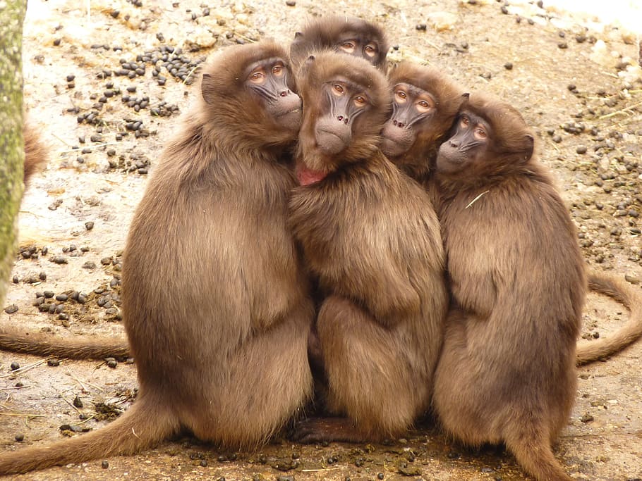 cuatro primates marrones, babuinos, monos, mamíferos, ze, selfie, grupo de animales, primates, animales salvajes, animales jóvenes