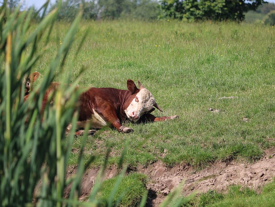 Bit, Bull, brown and white cow, mammal, animal, animal themes, plant, grass, field, land