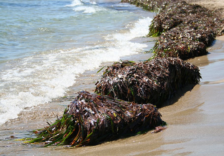 seaweed, sea, mediterranean, beach, summer, water, land, motion, sand, wave