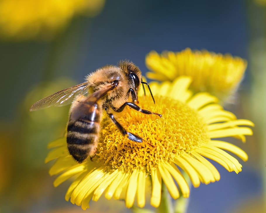abeja negra, abeja, flor, forraje, insecto, macro, amarillo, planta floreciendo, fragilidad, frescura