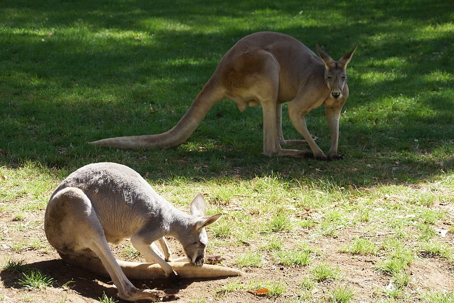 canguros, pareja, pre, pasto, pasto verde, parque nacional, australia, macropodidé, canguro, marsupial