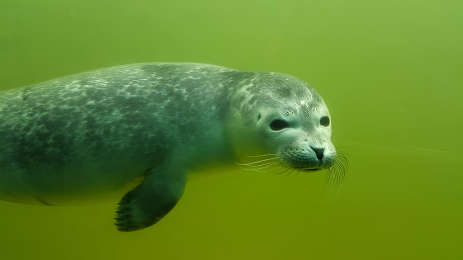 foto, cinza, embaixo da agua, Robbe, Uivador, natureza, foca, nadar, bigode, criatura aquática