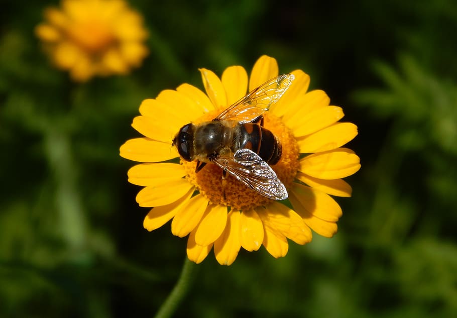 bee, flowers, yellow, insects, flower, flowering plant, petal, insect, animal wildlife, invertebrate