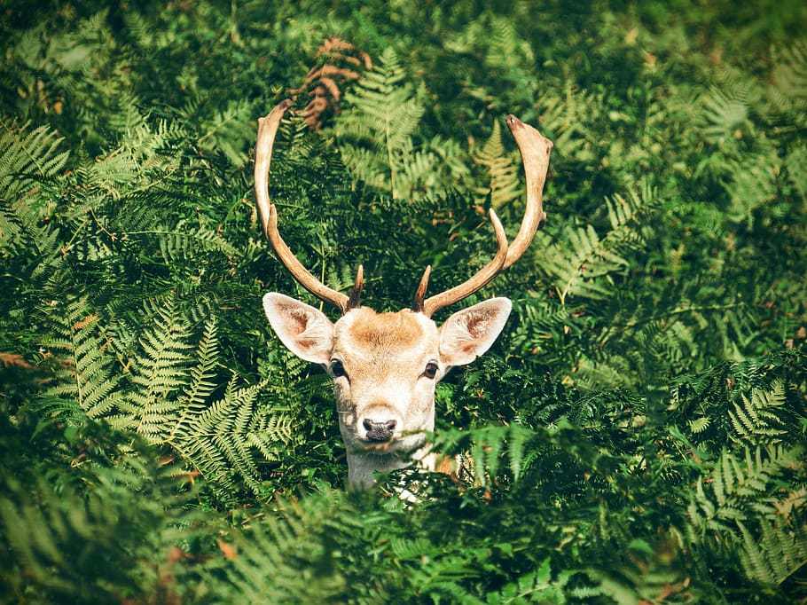 deer, animal, horn, wildlife, green, plant, nature, forest, one animal, animal themes