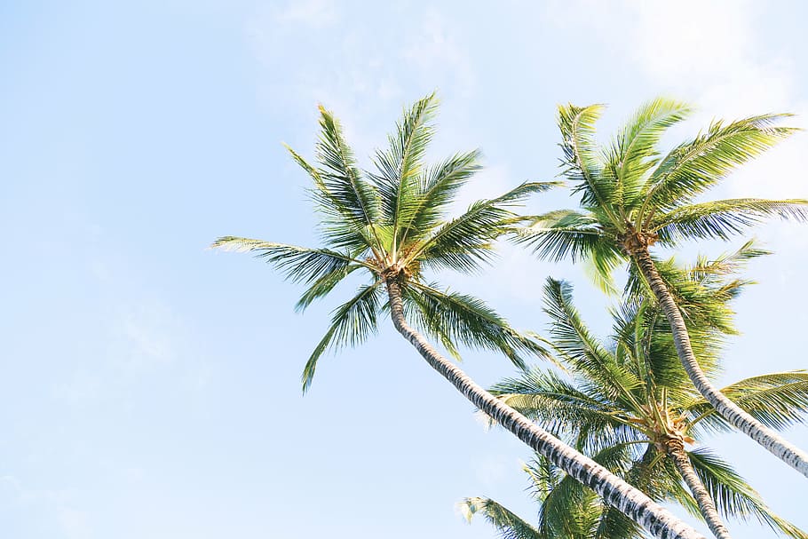palm trees, three, coconut, trees, tree, plant, nature, farm, blue, sky