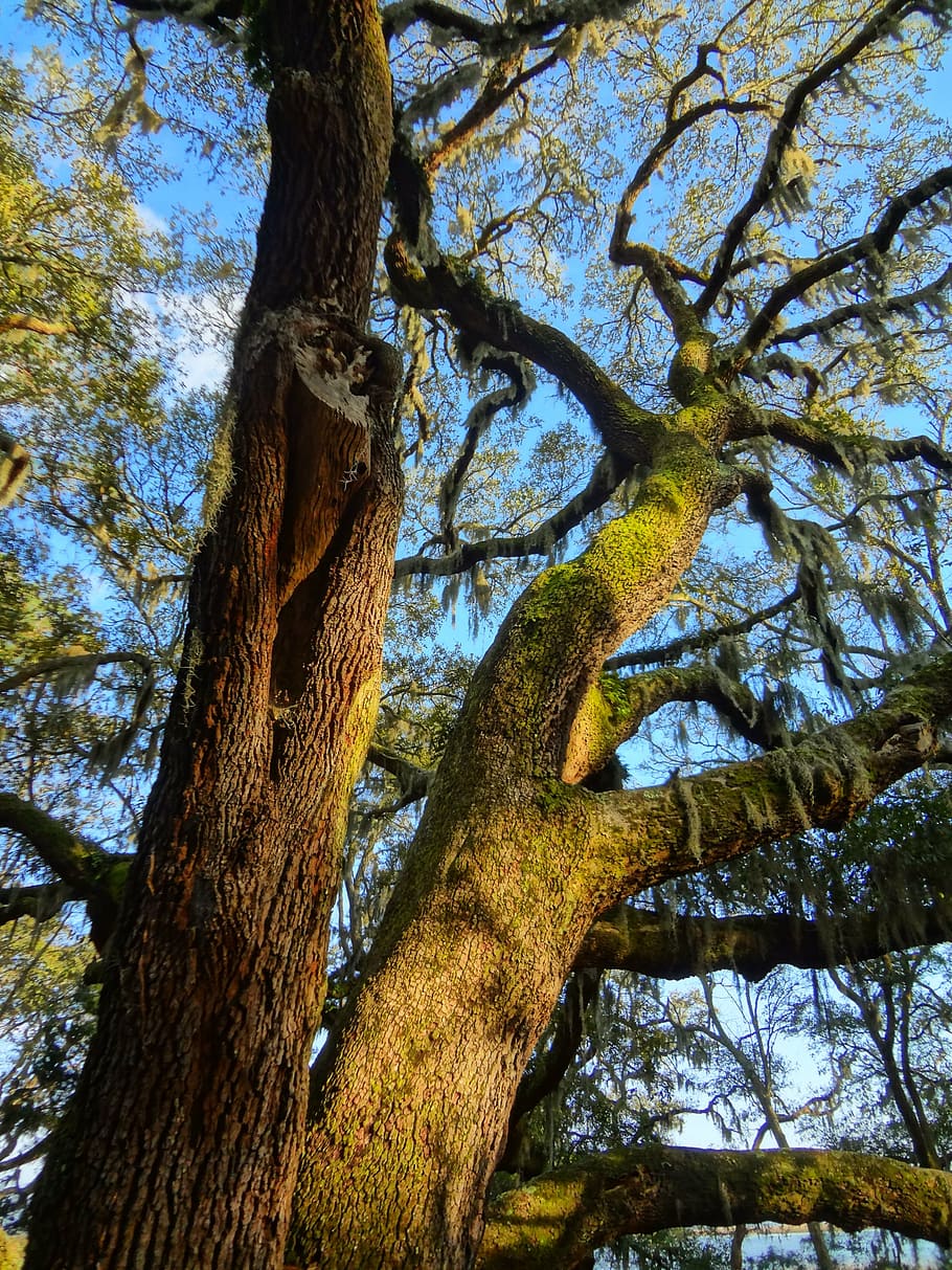 oak, trees, nature, branch, wood, environment, trunk, growth, foliage, old