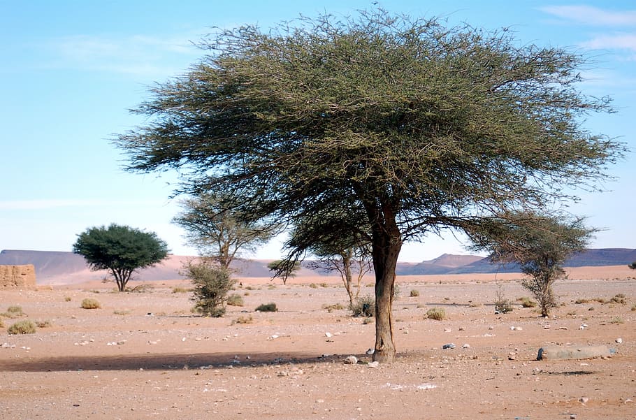 field, trees, desert, morocco, africa, marroc, sand, soledad, peaceful, landscape